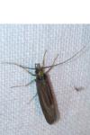 Sericostoma personatum