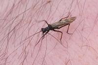 Taeniopteryx schoenemundi