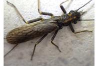 Perlodes microcephalus