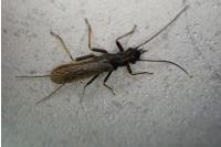 Perlodes microcephalus