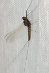 Baetis rhodani