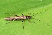 Brachyptera risi
