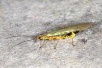 Isoperla