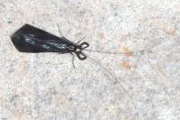 Mystacides azureus
