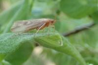 Limnephilus centralis