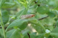 Limnephilus centralis