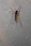 Epeorus assimilis