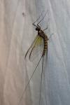 Epeorus assimilis