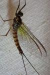 Epeorus assimilis