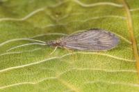 Lepidostoma hirtum