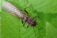Perlodes microcephalus