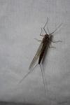 Siphlonurus aestivalis
