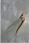 Siphlonurus aestivalis
