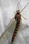 Siphlonurus aestivalis