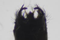 Beraea pullata