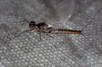 Baetis rhodani