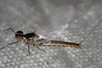 Baetis rhodani