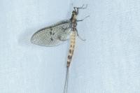Ephemera danica