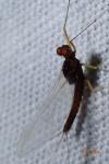 Serratella ignita