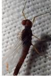 Serratella ignita
