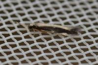 Orthotrichia costalis