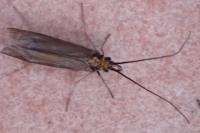 Sericostoma flavicorne