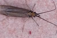 Sericostoma flavicorne