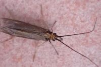 Sericostoma flavicorne