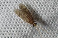 Ecnomus tenellus