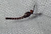Habrophlebia lauta