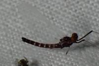 Habrophlebia lauta