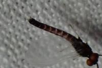 Habrophlebia lauta