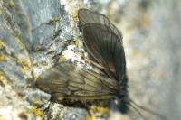Brachycentrus subnubilus