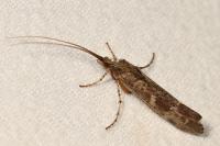Glyphotaelius pellucidus