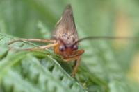 Anabolia nervosa