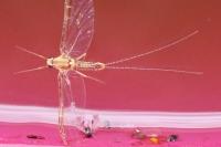 Cloeon dipterum