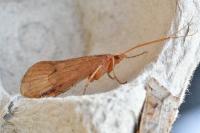Limnephilus