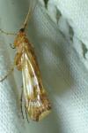 Limnephilus lunatus