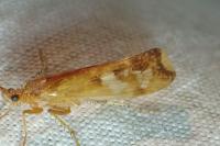 Limnephilus lunatus