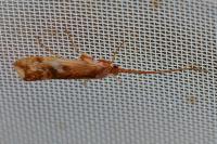 Limnephilus lunatus