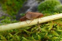 Chaetopteryx villosa