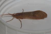 Stenophylax permistus