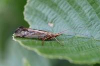 Limnephilus lunatus