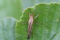 Limnephilus lunatus