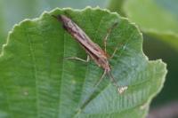 Limnephilus lunatus