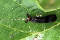 Mystacides azureus