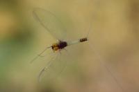 Baetis fuscatus