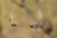 Baetis fuscatus