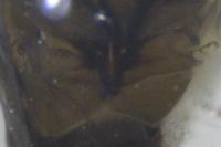 Baetis rhodani