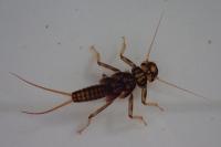 Perla marginata